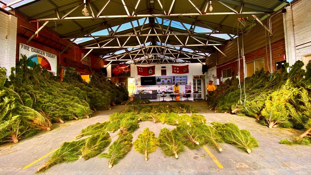 woodford rfs selling christmas trees 2024