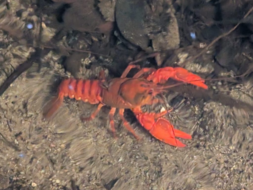 best places to spot yabbies in the blue mountains on the grand canyon bushwalk in blackheath blue mountains nsw