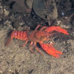 The 7 Best Places To Spot Yabbies In The Blue Mountains picture of a larege orange crayfish in article: Best places to spot crayfish in the Blue Mountains