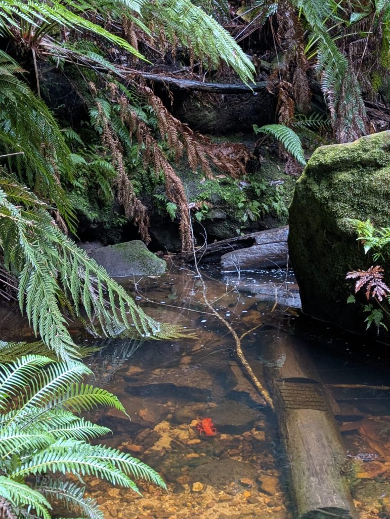 best places to spot yabbies in the blue mountains on the grand canyon bushwalk in blackheath blue mountains nsw